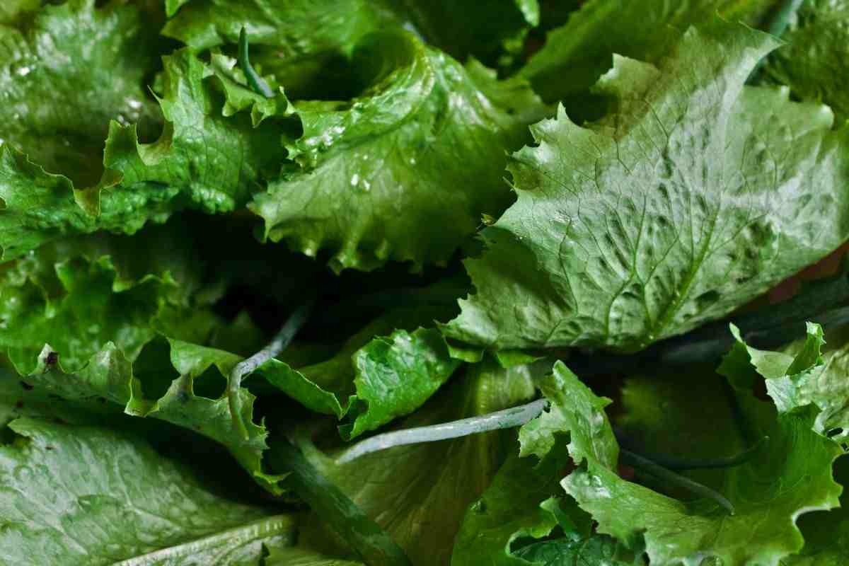 Insalata, non vogliono che tu lo sappia, ma se la condisci in queste ciotole rischio grosso