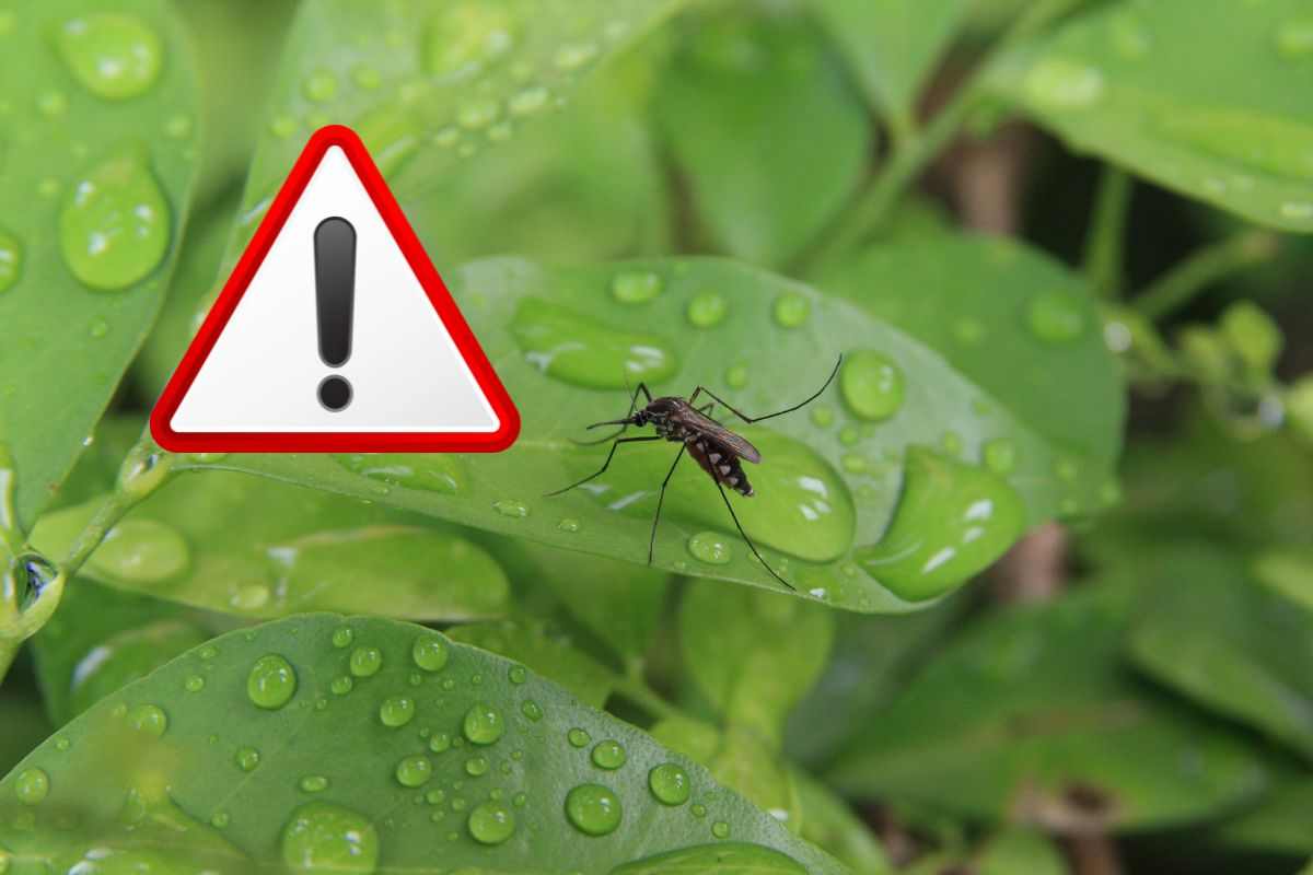 pianta anti zanzara